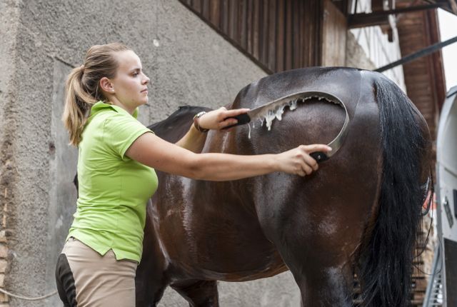 Pferdefachmann/-frau FZ Klassisches Reiten